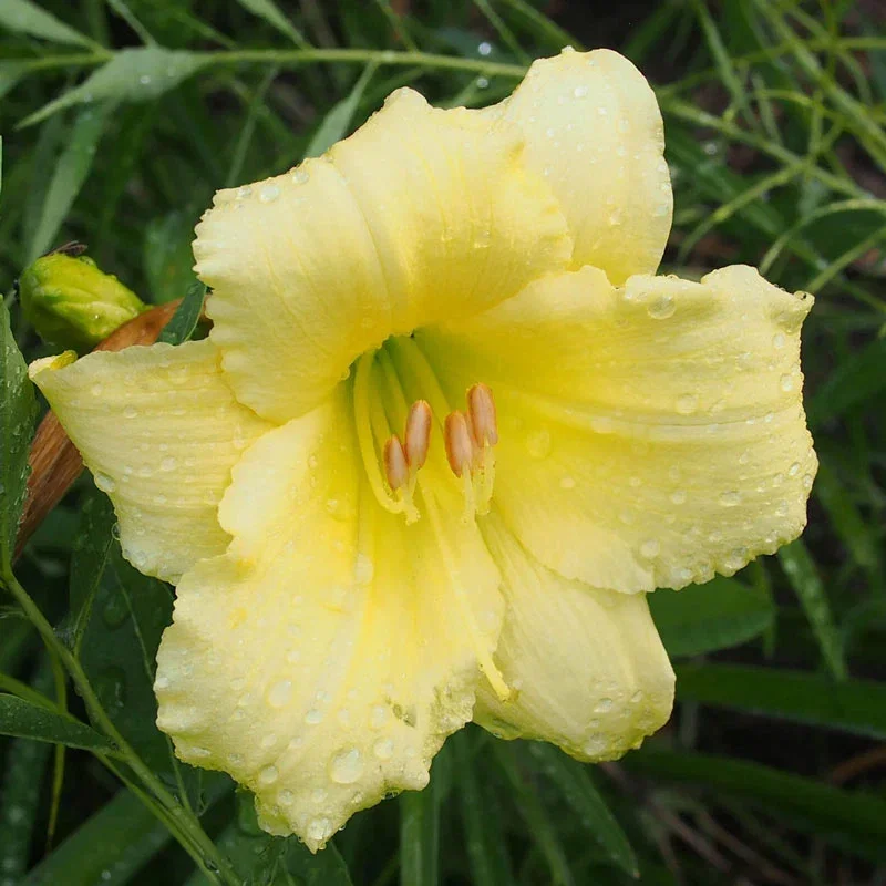Fragrant Returns Daylily