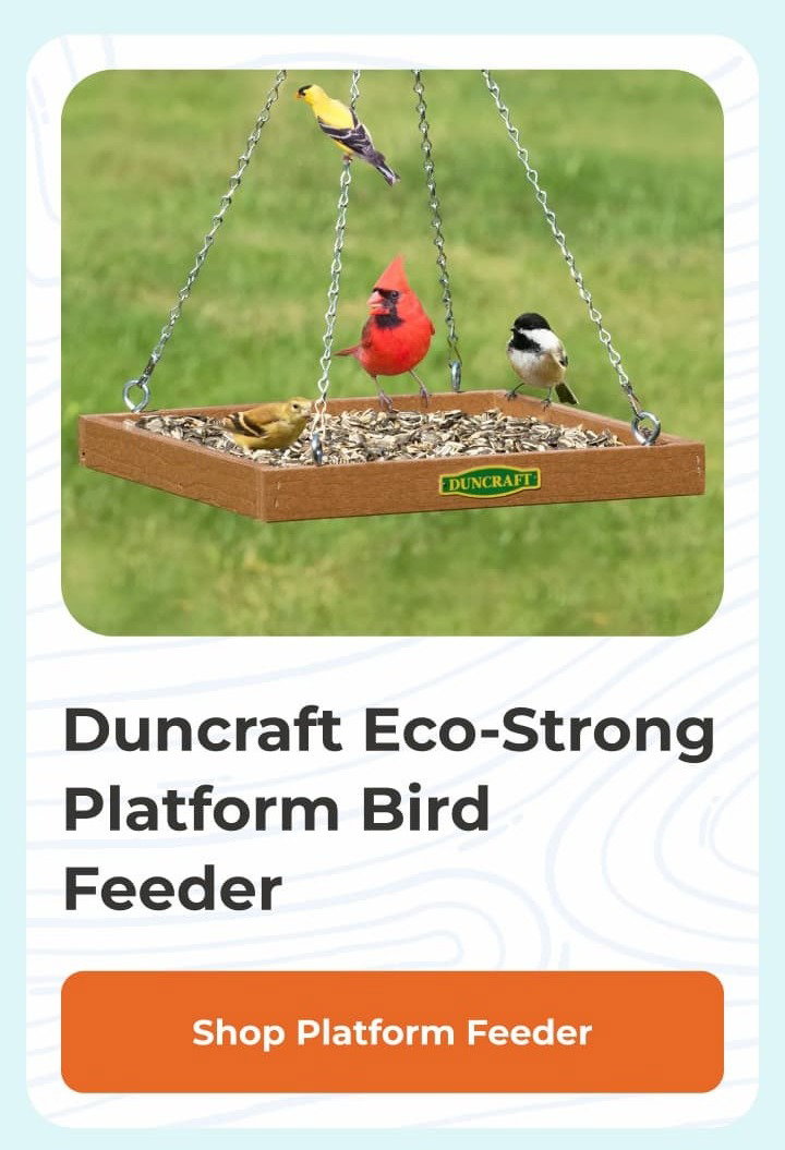 Duncraft Eco-Strong Platform Bird Feeder