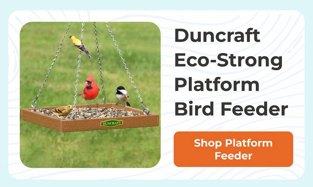 Duncraft Eco-Strong Platform Bird Feeder