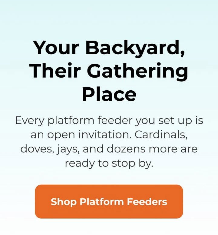 Your Backyard, Their Gathering Place