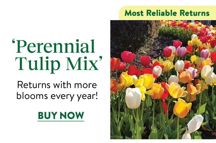 Perennial Tulip Mix (Darwin) Tulip Bulbs
