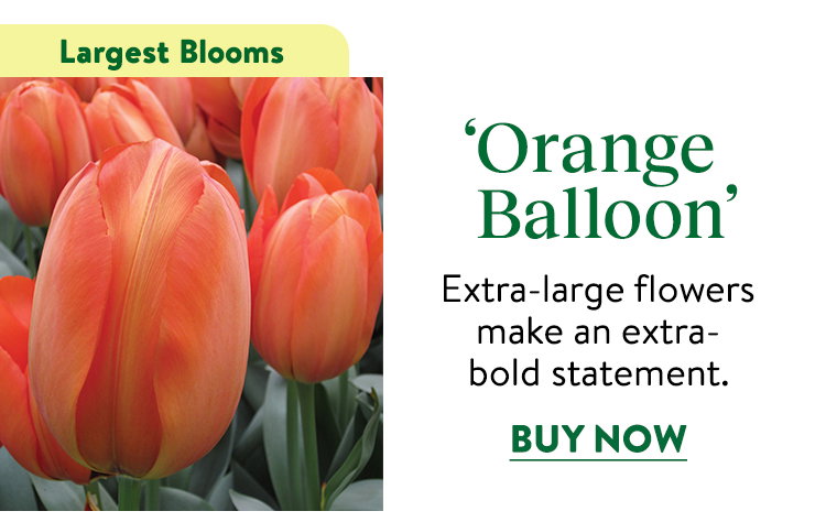 Orange Balloon Tulip Bulbs