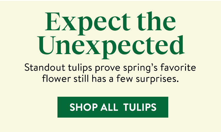 Tulip Bulbs