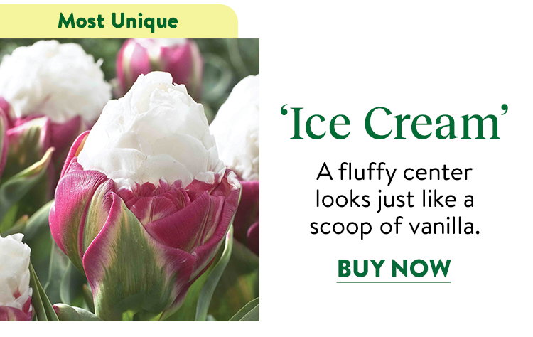 Ice Cream Tulip Bulbs