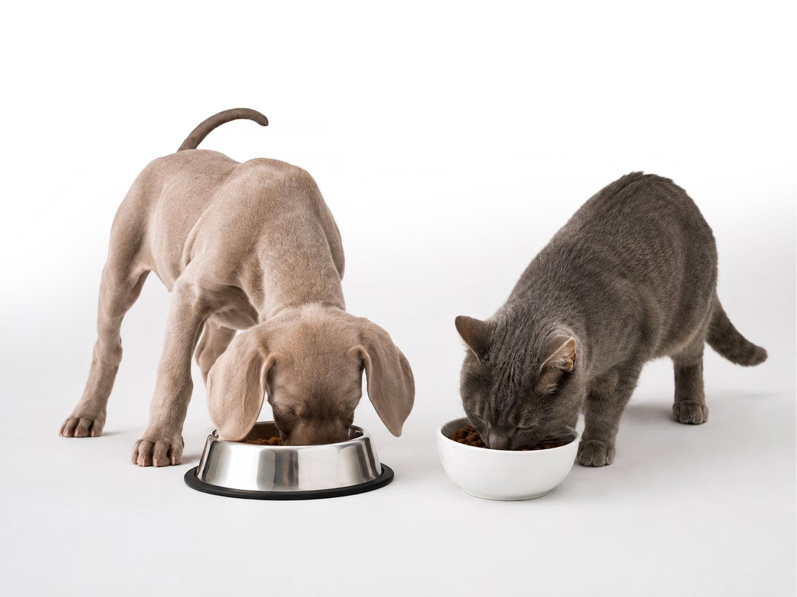 Cat and Dog