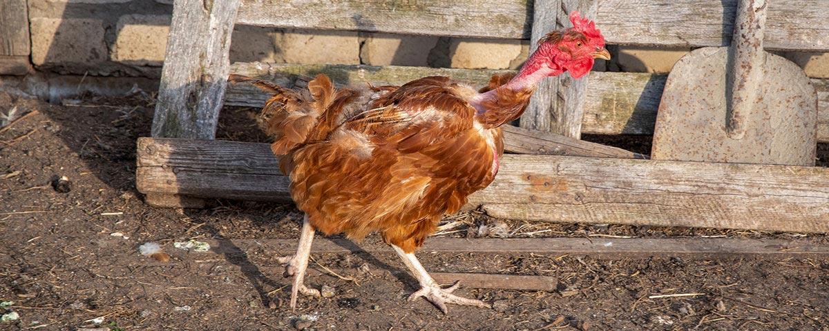 Molting Chicken