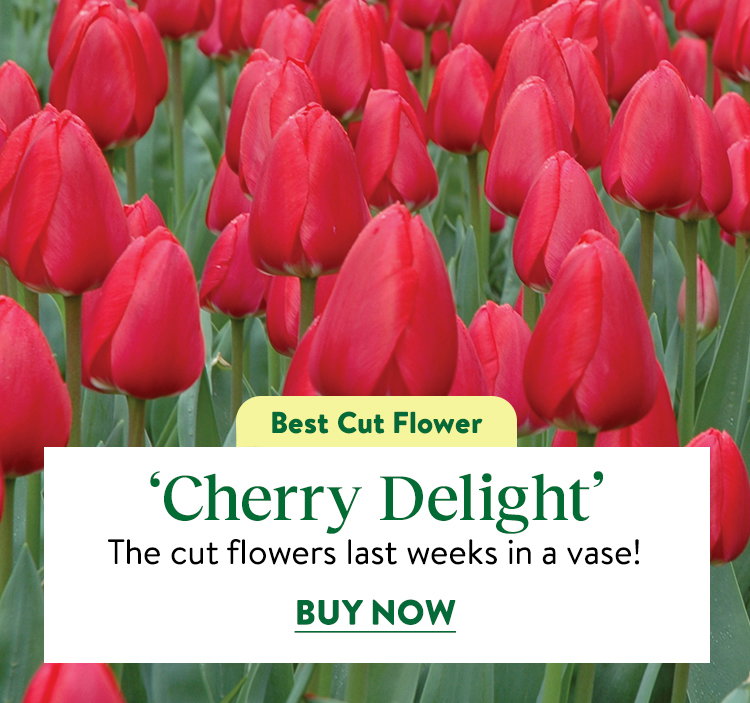 Cherry Delight Tulip Bulbs