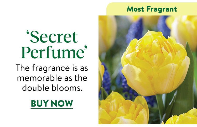 Secret Perfume Tulip Bulbs