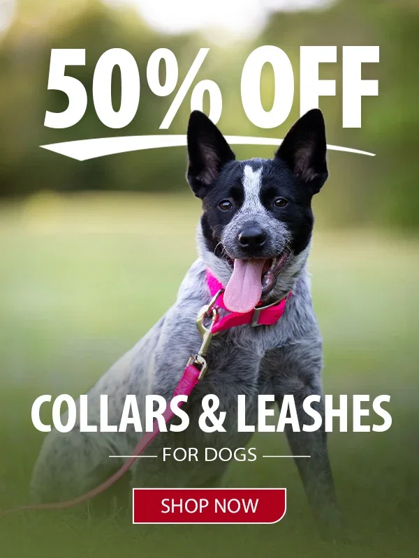 50% off Dog Collars & Leashes