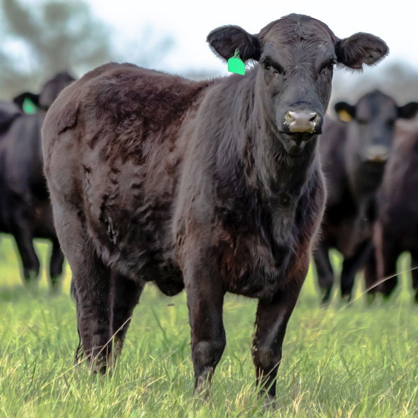 Shop Cattle