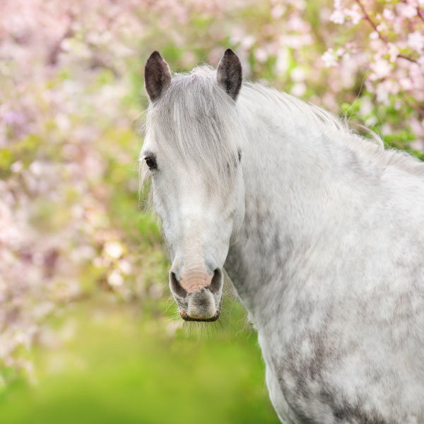 Shop Horse