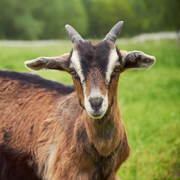 Shop Goat & Sheep