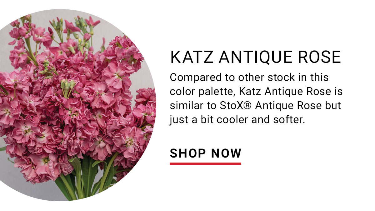 Katz Antique Rose Stock Seed - Shop Now