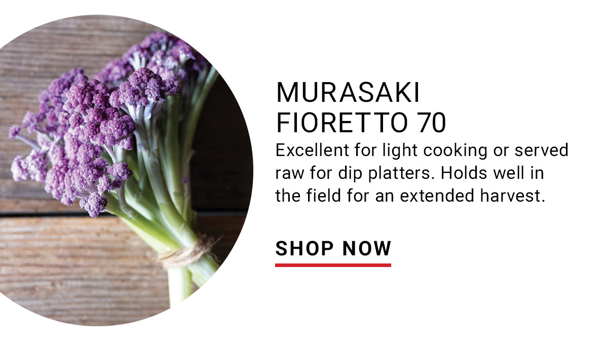 Murasaki Fioretto 70 (F1) Sprouting Cauliflower Seed - Shop Now