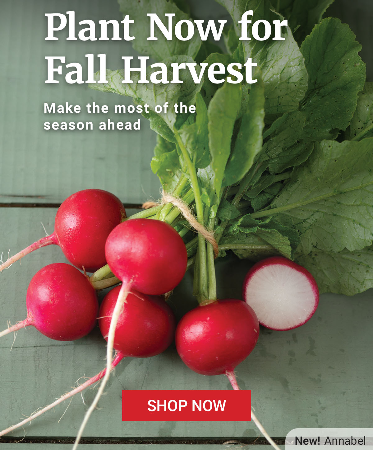 Plant Now for Fall Harvest - Shop Now