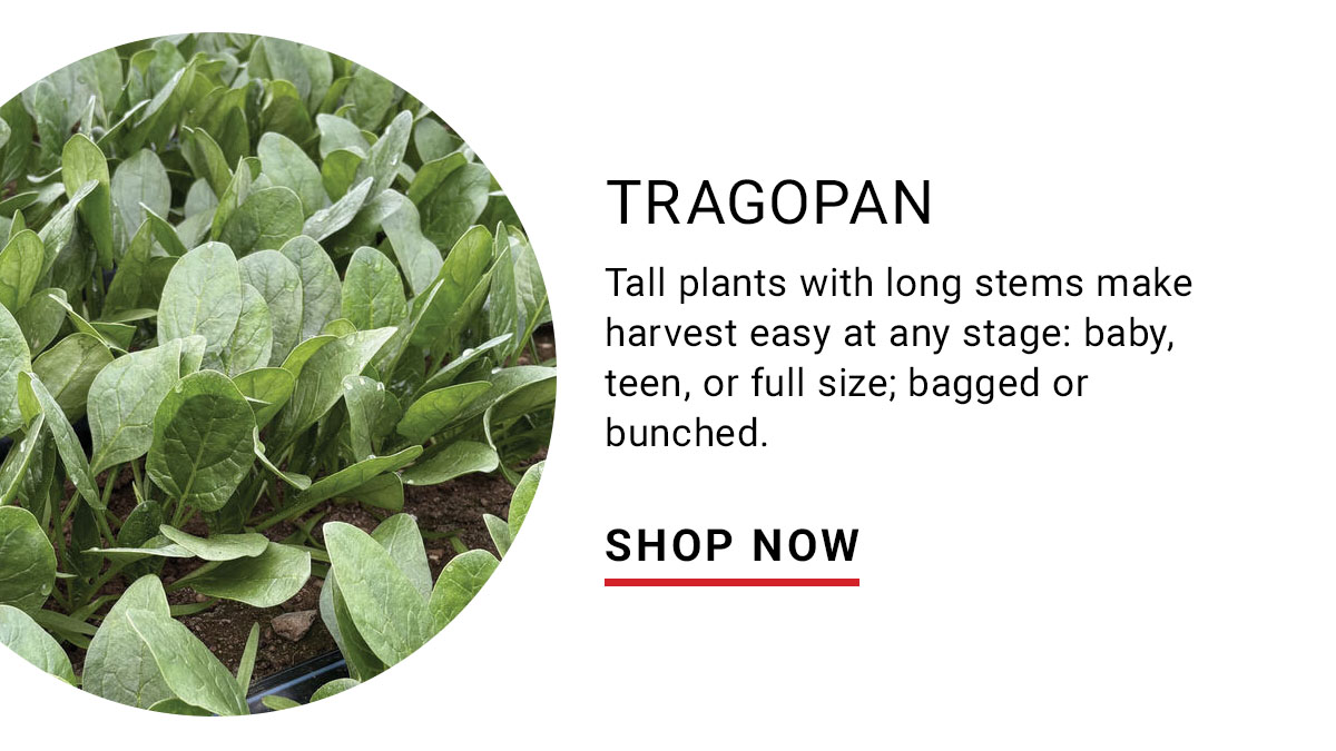Tragopan (F1) Spinach Seed - Shop Now