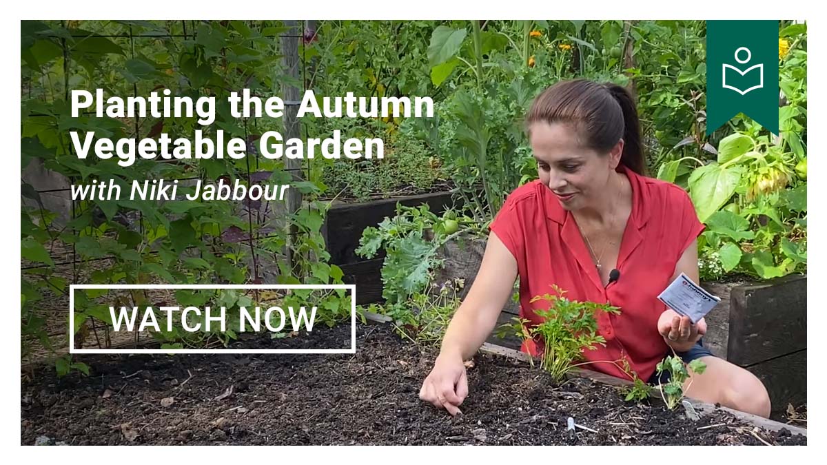 Video: Planning & Planting the Autumn Vegetable Garden | Tips & Recommendations with Niki Jabbour. Watch Now