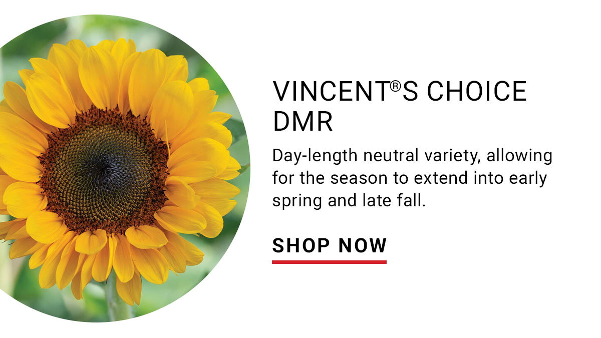 Vincent®s Choice DMR (F1) Sunflower Seed - Shop Now