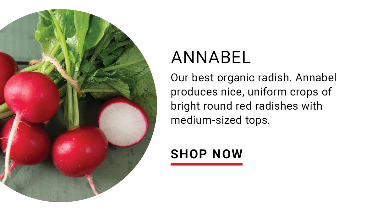 Annabel Organic (F1) Radish Seed - Shop Now