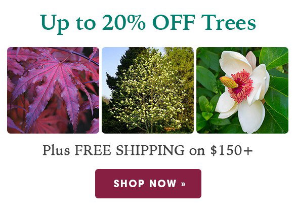 TODAY ONLY: Up to 20% OFF Trees + Free Shipping on $150+