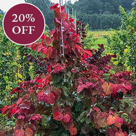 Hearts A'Fire® Redbud
