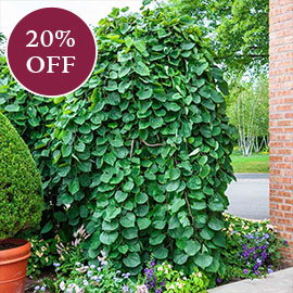 Lavender Twist® Weeping Redbud Tree