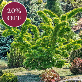 Mikawa Yatsubusa Japanese Maple
