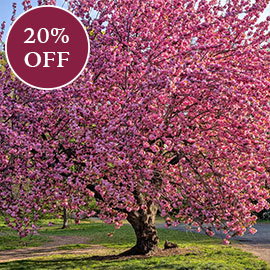 Kwanzan Cherry Tree