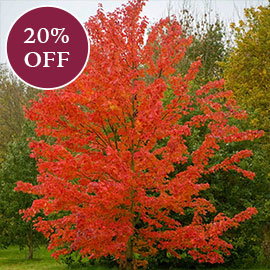 October Glory Maple

