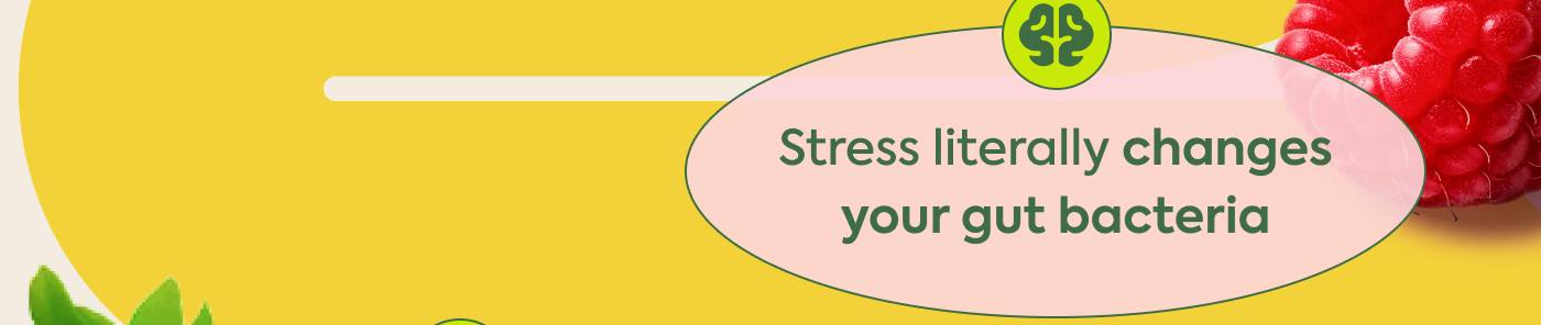 Stress literally changes your gut bacteria