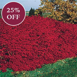 Dwarf Burning Bush