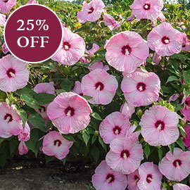 Eye Candy Hibiscus