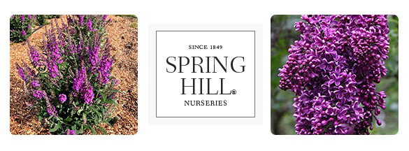 TODAY ONLY: Up to 25% OFF Shrubs & Hedges + Free Shipping on $150+