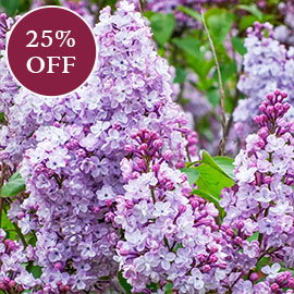 Katherine Havemeyer Lilac