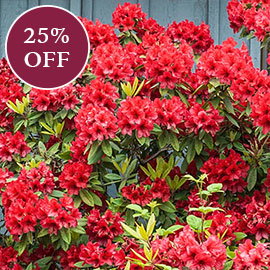 Hershey's Red Evergreen Azalea
                  