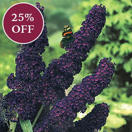 Black Knight Butterfly Bush

