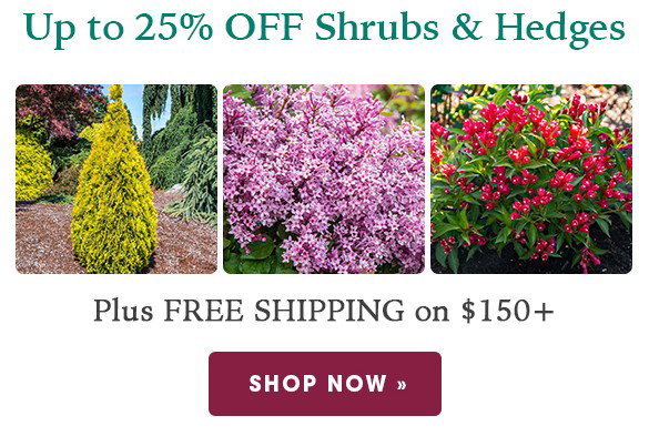 TODAY ONLY: Up to 20% OFF Trees + Free Shipping on $150+