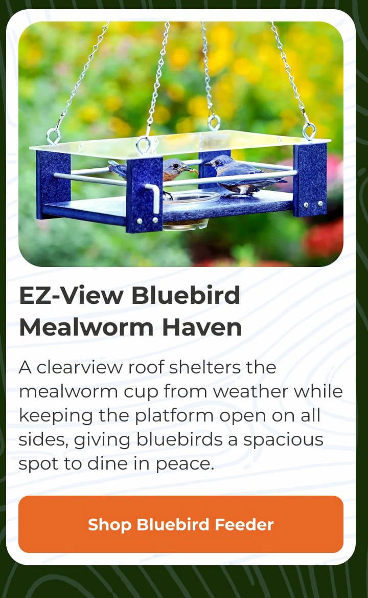 EZ-View Bluebird Mealworm Haven
