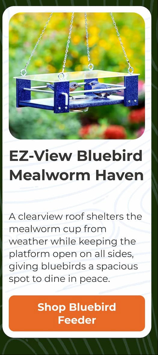 EZ-View Bluebird Mealworm Haven
