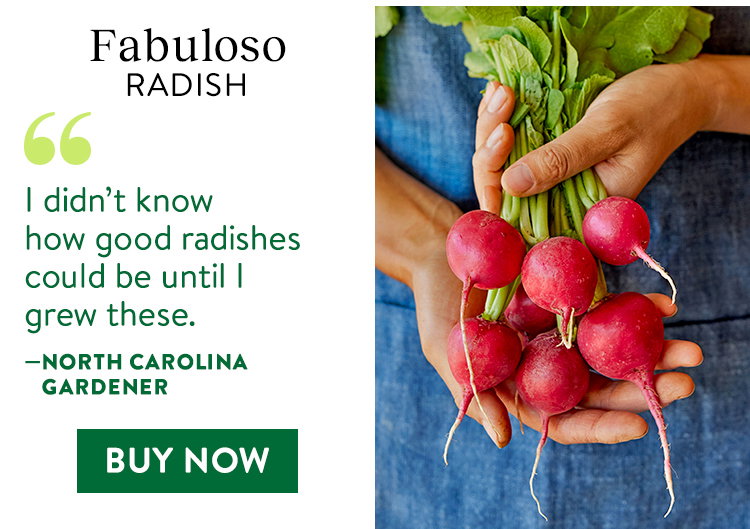 Fabuloso Radish Seeds