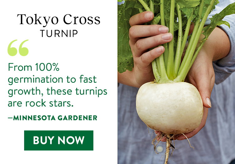 Tokyo Cross Turnip Seeds