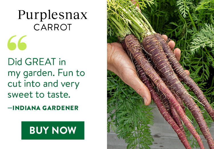 Purplesnax Carrot Seeds