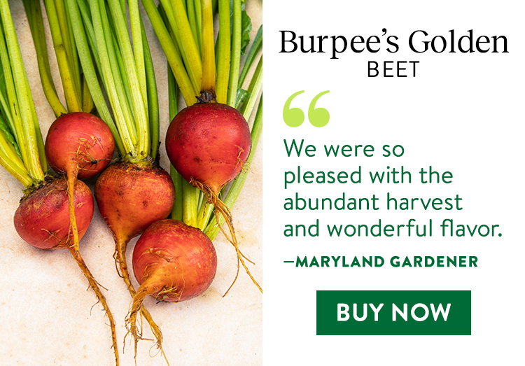 Burpee's Golden Beet Seeds