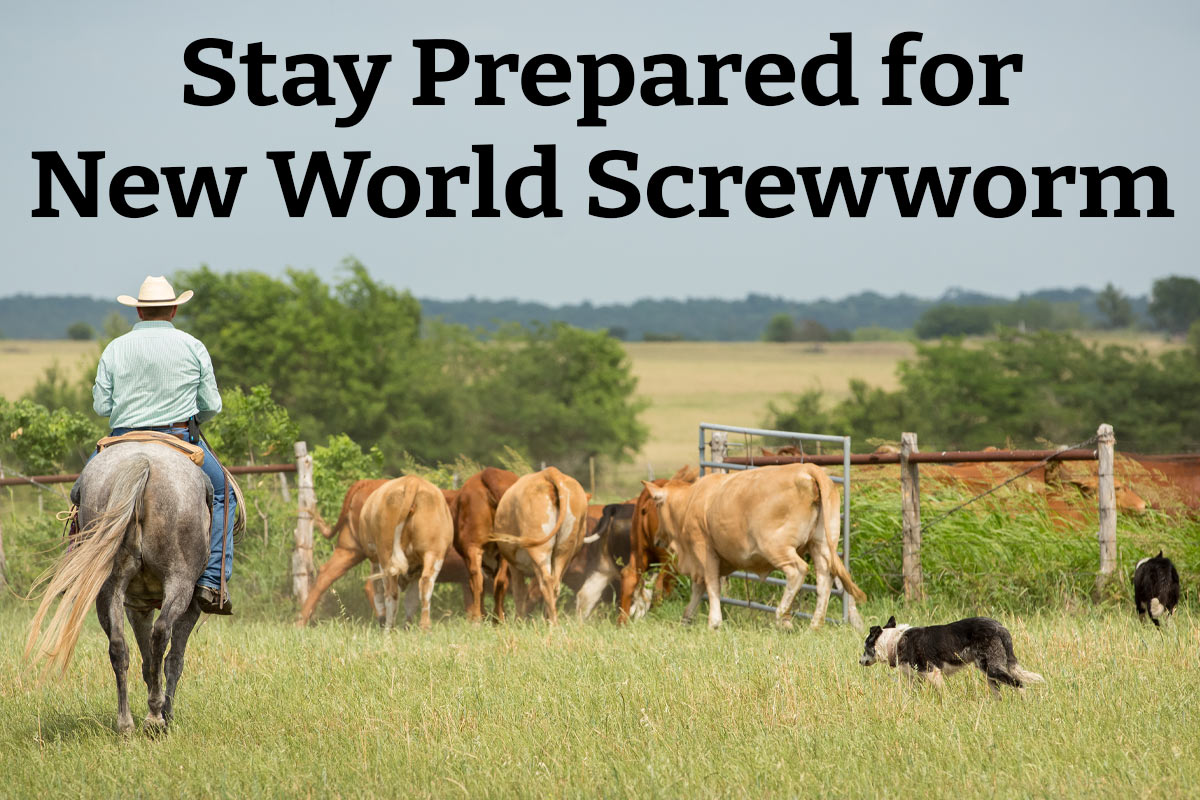 New World Screwworm: Prevention & Treatment