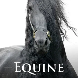 SHOP EQUINE