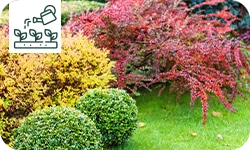 Comment bien choisir un arbuste d’ornement pour le jardin, les haies ou la terrasse?