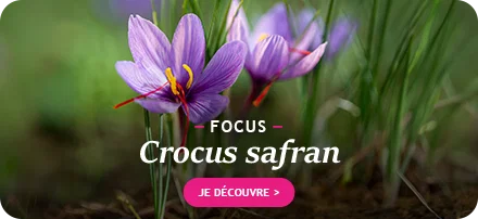 Focus sur le Crocus Safran
