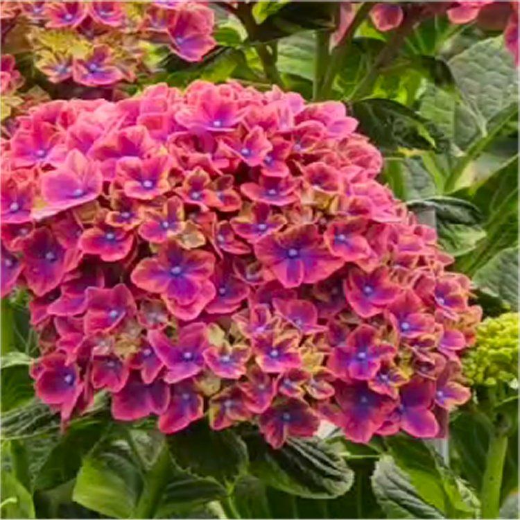 Hydrangea ‘Festival’ XXXL Plants