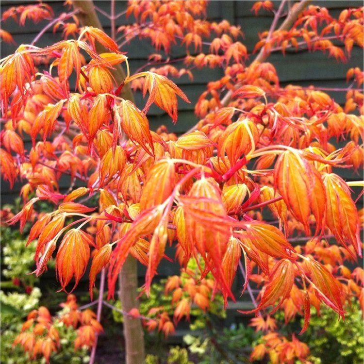 Acer palmatum Katsura