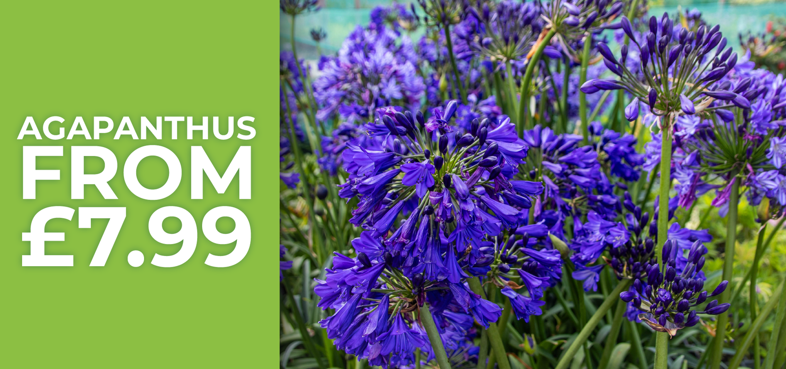Agapanthus - From £7.99